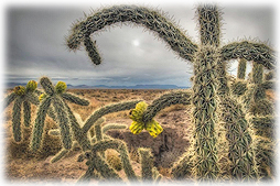 Cholla cactus are found in the Great Southwest.