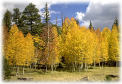 Aspen trees in the fall in Northern New Mexico.