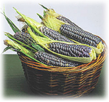 A basket of blue corn, commonly used for chips, muffins and pancakes in the Southwest.