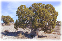 Juniper trees are among the most common in New Mexico.